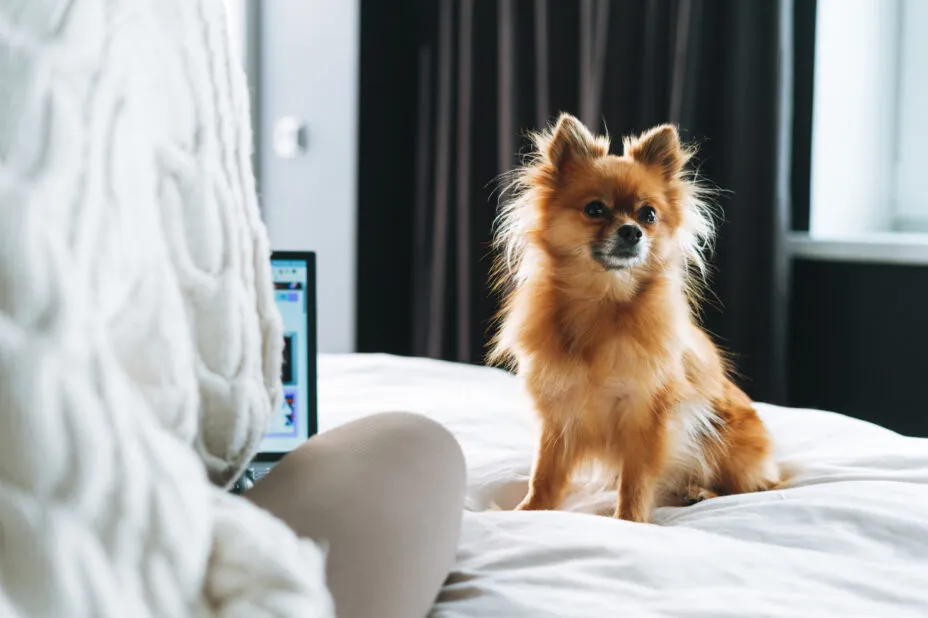 Chihuahua-type dog sitting on the hotel bed in front of its owner, seen from behind.