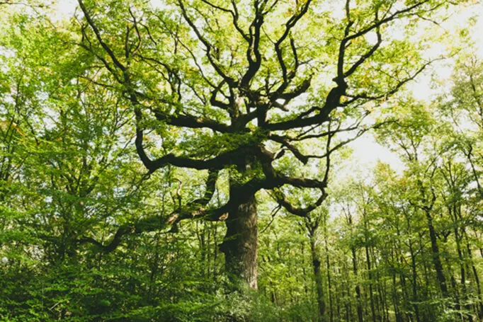 Arbre majestueux aux branches tortueuses dans la forêt de Brocéliande, entouré de végétation dense et lumineuse.